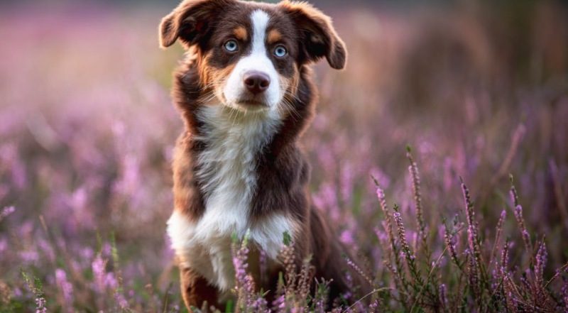 Miniature American Shepherd Welpe sitzt in blühender Heidelandschaft