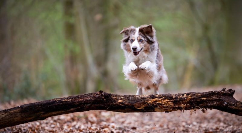 Miniature American Shepherd springt elegant über einen Baumstamm