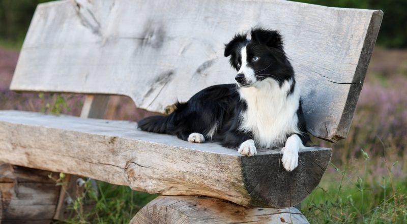 Miniature American Shepherd liegt auf einer Bank inmitten blühender Heide