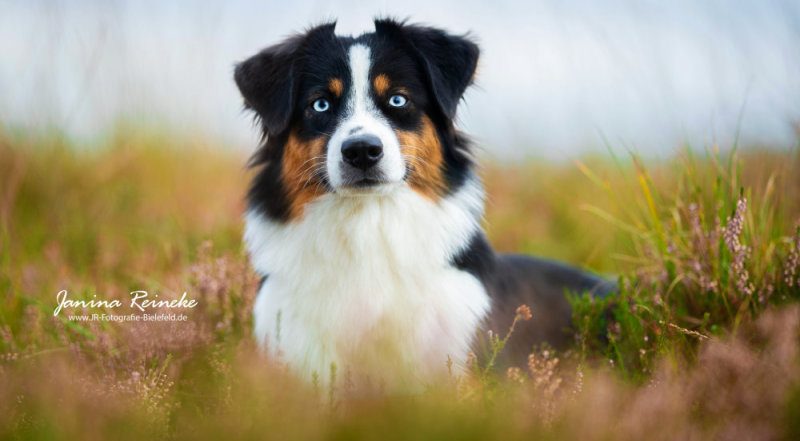 Miniature American Shepherd Portrait