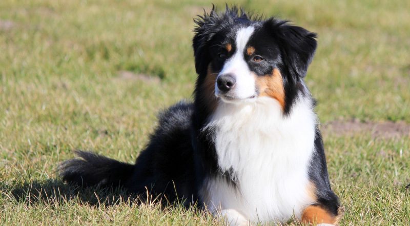 Miniature American Shepherd wartet auf sein neues Zuhause
