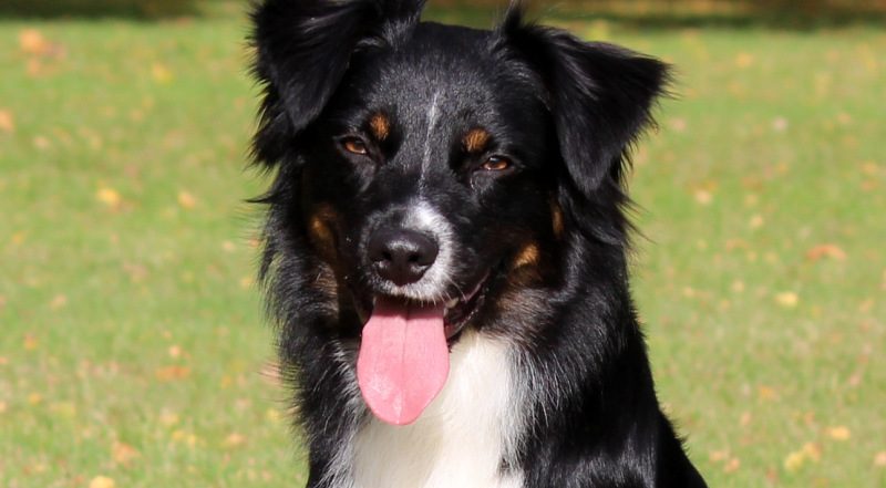 Miniature American Shepherd Portrait mit heraushängender Zunge