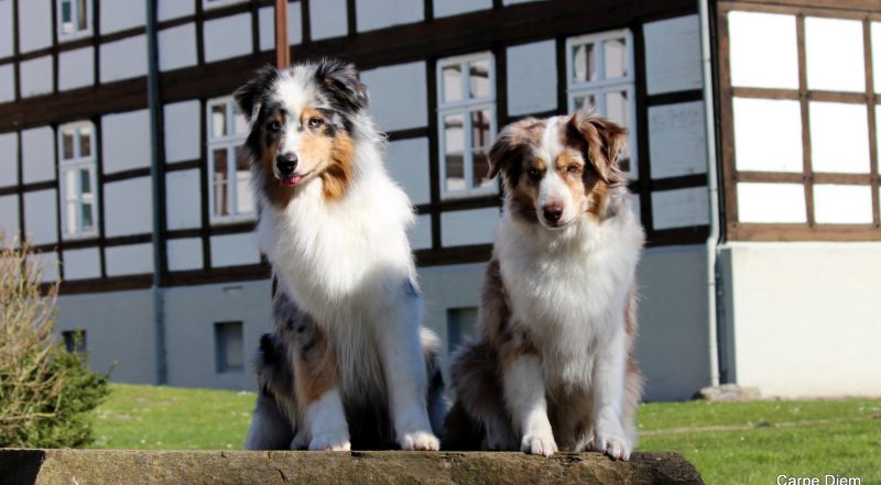 Familie Schötschel mit ihren Miniature American Shepherd in Harpstedt
