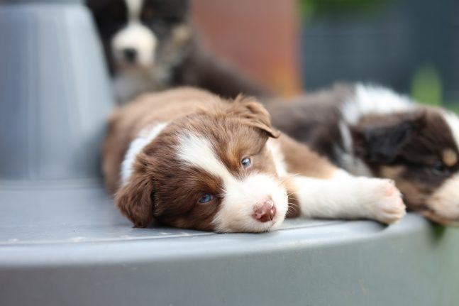 Miniature American Shepherd Welpe mit blauen Augen ruht im Kreis der Wurfgeschwister