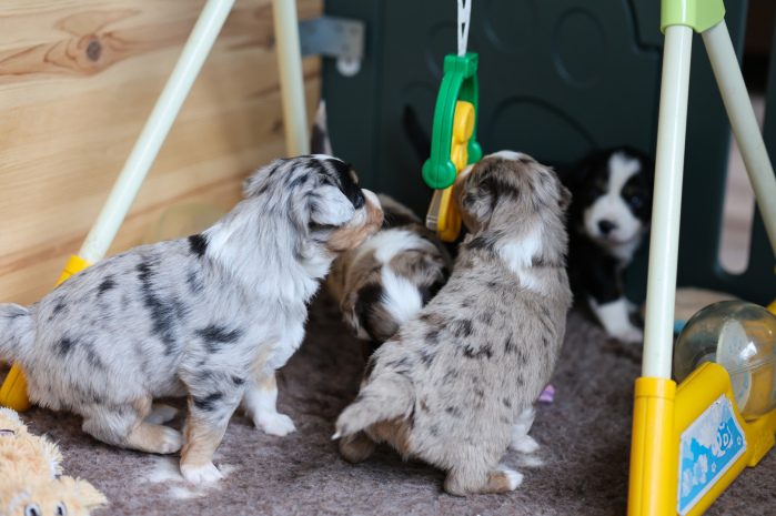Aktueller Wurf Miniature American Shepherd Welpen